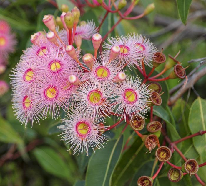 Eucalyptus Bloom
